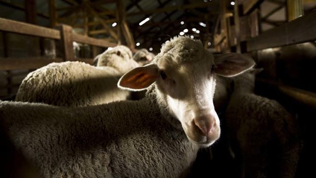 More than 2000 Australian sheep will be ritually slaughtered in Singaporean mosques.