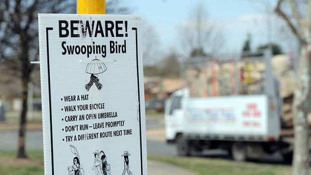 Why do magpies swoop ... a warning sign in Canberra.