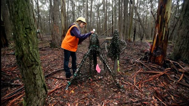 Taking a reading: Melbourne University's Anne Griebel says the measurements help to reveal how the forest responds to climate change.