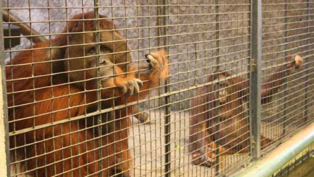 Thailand's unstable political situation means it is likely that this pair of endangered orang-utans will live out the rest of their lives behind bars. <i>Picture: Ben Doherty</i>