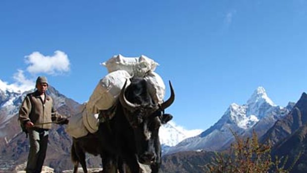 Heavy traffic ... a yak and driver make their way along the Everest Highway.
