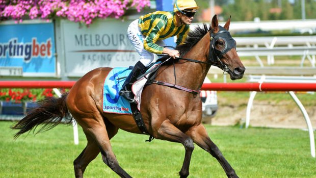 Striding out: Mr Moet will contest the Caulfield Cup.