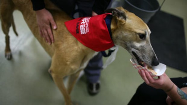 Good boy  ... Oliver, a four-year-old greyhound, gets a treat after donating blood in Chicago.