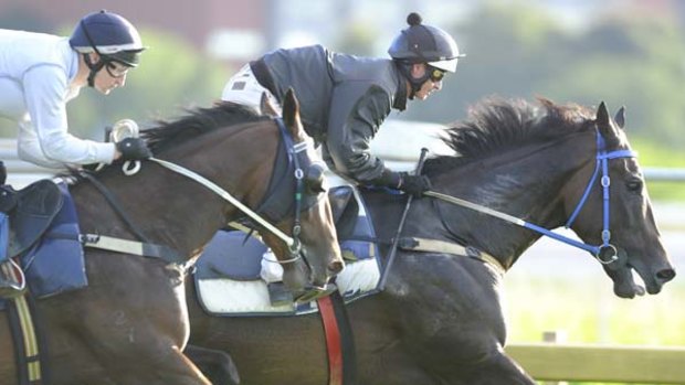 Champion sprinter Black Caviar (rails) travels smoothly for Luke Nolen in her outstanding trial at Caulfield yesterday.