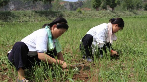 North Korean farmers using hoes weed a dried-out paddy field in Sohung county of North Hwanghae Province.