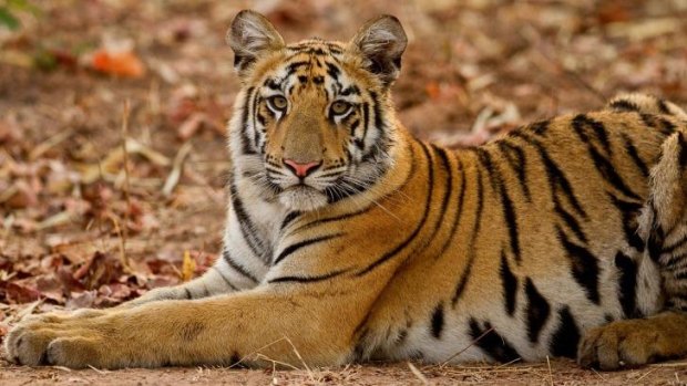 The world's wild tiger population fell to little over 3200 in 2010 from 100,000 only a century ago. A fresh count will be made by 13 nations by 2016.