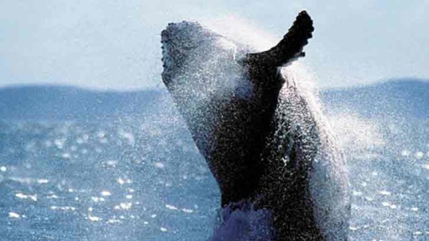 Sights to behold ... whale research is under way in Hervey Bay.