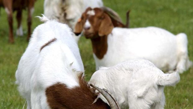 Table tops... boer goats from South Africa are improving meat quality.
