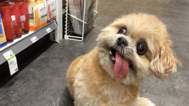 Did Marnie the dog make you laugh out loud?