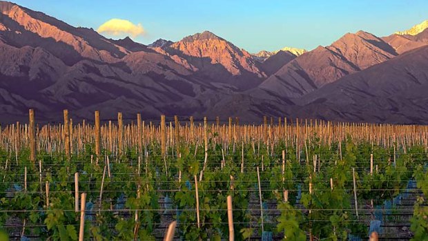 Divino intervention ... Vines of Mendoza's vineyard in Uco Valley.