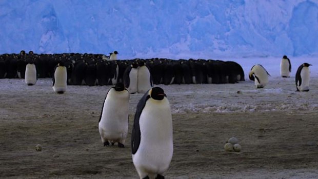 Group therapy ... Auster Rookery, near Mawson Station in Antarctica.