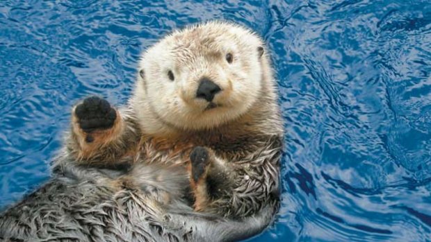 Too cute ... a sea otter at Vancouver Aquarium.