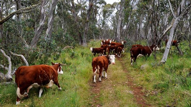 Cattle grazing on the Drago High Plains. The Baillieu government contiuned to bully Melbourne University over the alpine grazing trial.