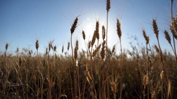 Wheat farmers' livelihoods may be threatened by the discovery of a field of unapproved genetically modified wheat in Oregon.