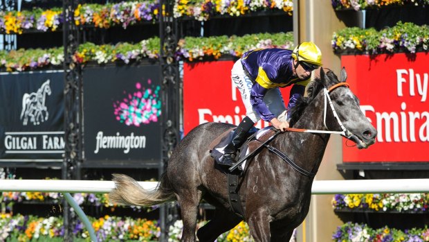Great grey: Chautauqua will come up against a strong field in the Newmarket Handicap.