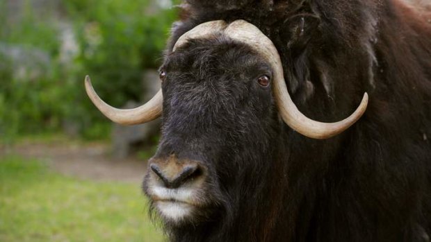 Greenlandic musk ox.