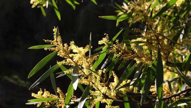 The next generation of banknotes will feature different species of wattle trees.