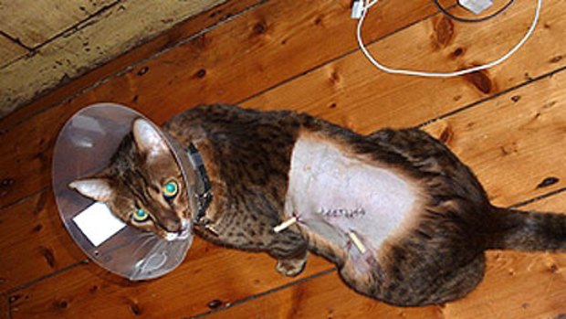 Bengal cat Archer after his horrifying ordeal.