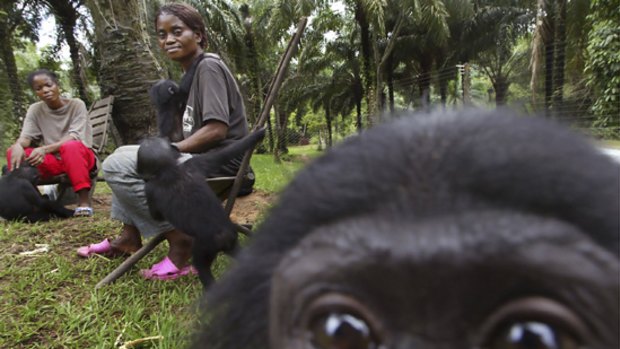 A curious infant bonobo gets up close to the camera at the sanctuary in Congo.