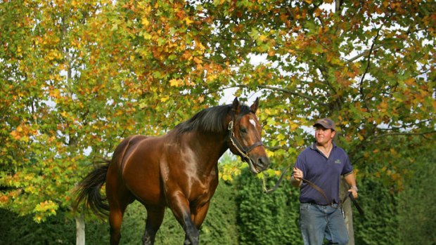 Redoute's Choice at Arrowfield Stud near Scone.