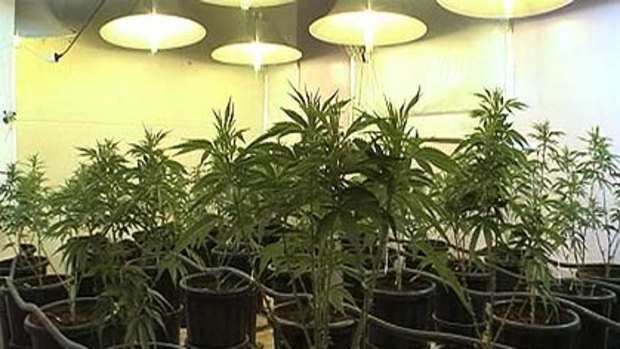 Worth millions ... one of the indoor crops siezed by police.