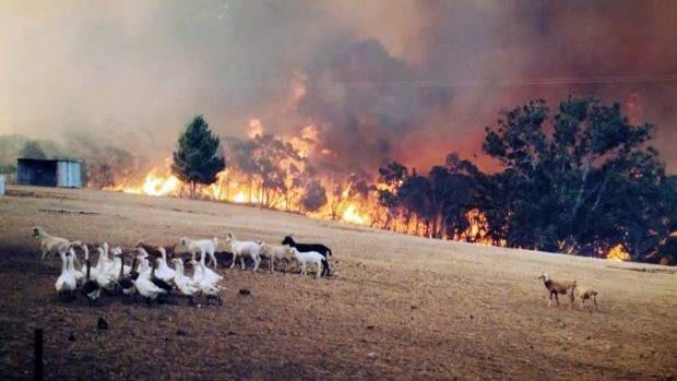 Sampson Flat fire front in the Adelaide Hills approaches goats and geese in a field.  