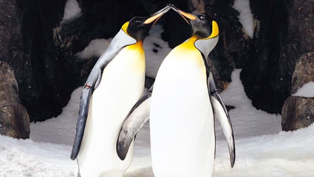 Old Fatihful: Penguins mate for life - what about humans?