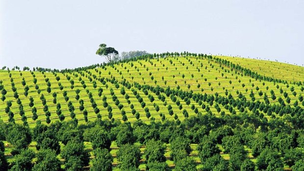 Lush and green ... the macadamia orchards of Alstonville.