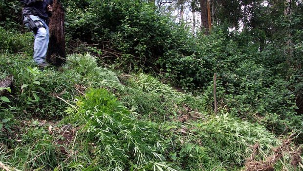A crop of cannabis plants uncovered at Mount Glorious.