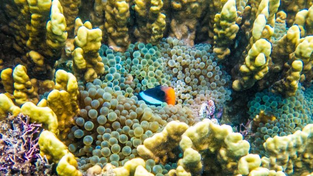 Spilt paint pot: The kaleidoscopic colours of the reef.