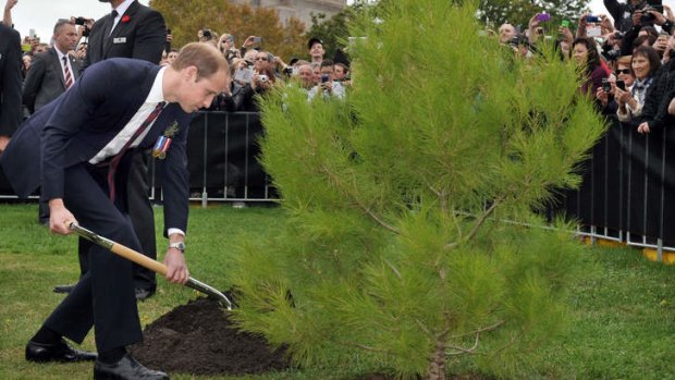 Prince William, Duke of Cambridge plants an Aleppo Pine seedling derived from seeds gathered after the battle of Lone Pine at Gallipoli, on ANZAC Day on April 25 2014 in Canberra, Australia.