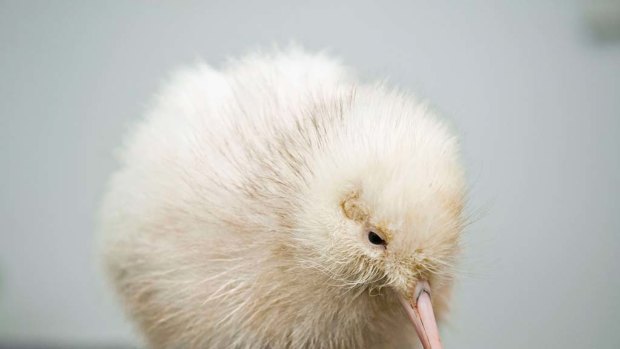 Hello world ... a rare white kiwi chick just days after being hatched.