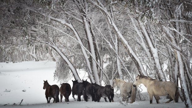 Wild horses in the Snowy Mountains. 