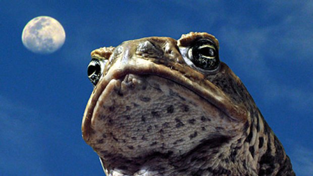 Cane Toads: The Conquest will open the Brisbane International Film Festival.