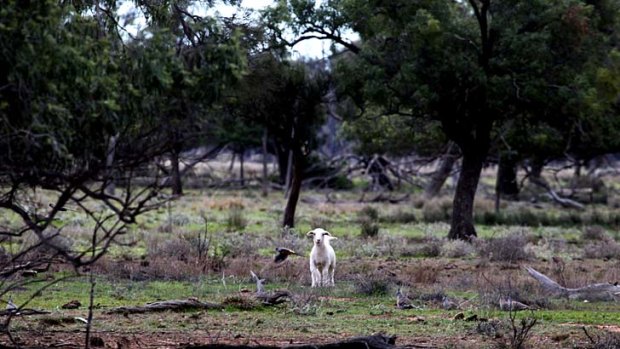 ''Scalded country'': A lone lamb surveys part of Barnaby Joyce's property at Gwabegar, in the state's north-west.
