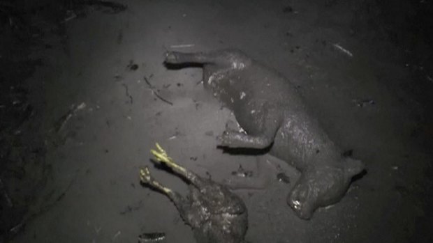 In this image made from video, dead animals are covered in dust after hot clouds of ash erupted from Mount Sinabung, in Indonesia, on Saturday.