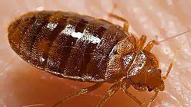 Pest ... bed bugs are causing havoc in New York.
