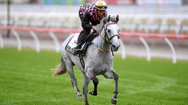 Formidable mare: Fire Up Fifi has excellent second-up form.