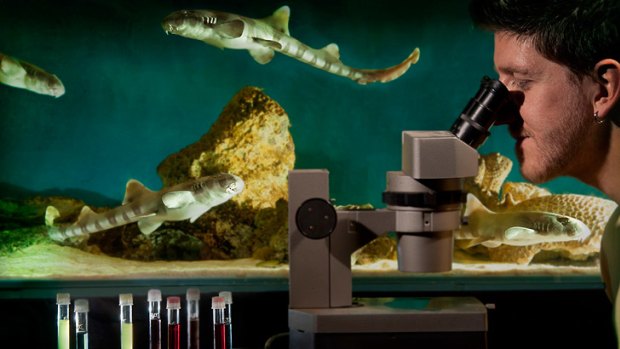 Ryan Kempster's work with bamboo shark embryos could help perfect electrical sharp repellents used by divers and surfers.