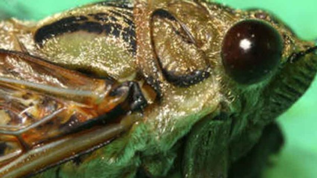 Cicadas inspire researchers