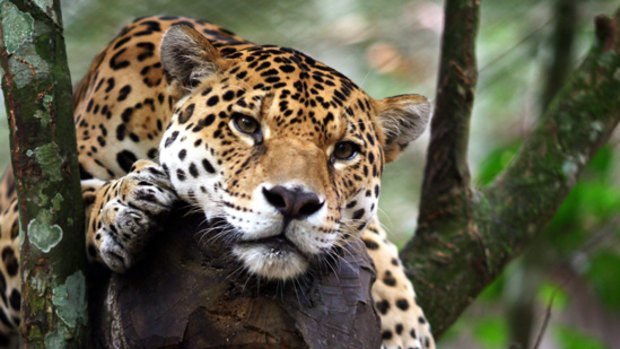 Forces of nature ... a jaguar at rest.