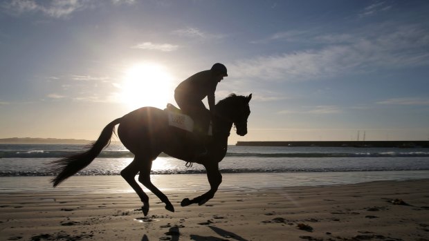 Late mover: Lexus Stakes winner and Cup fancy Signoff works quietly on Lady Bay foreshore in Warrnambool.