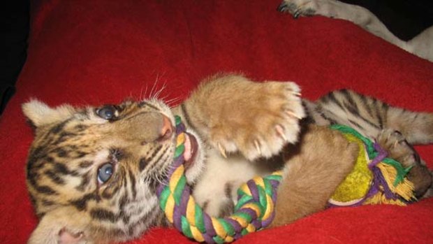 Sumatran tiger, Pi, will join Dreamworld's family of big cats.