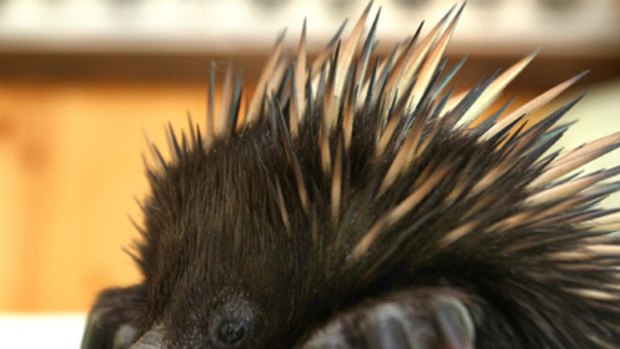 An echidna like the Moe mammal that objected to a well-meaning rescue attempt.