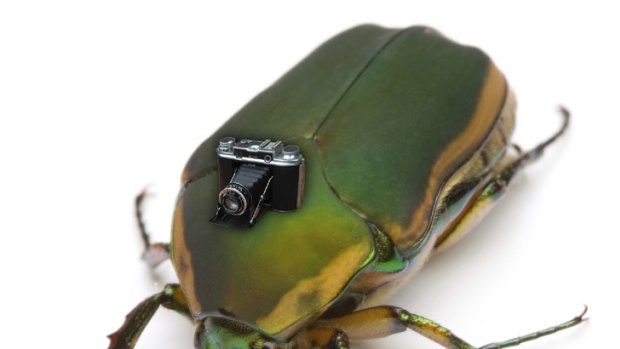 Picture this ... flying insects like the June beetle could be kitted out with cameras.