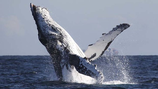 Drama and diplomacy: Whale watching remains a fun activity for the family.