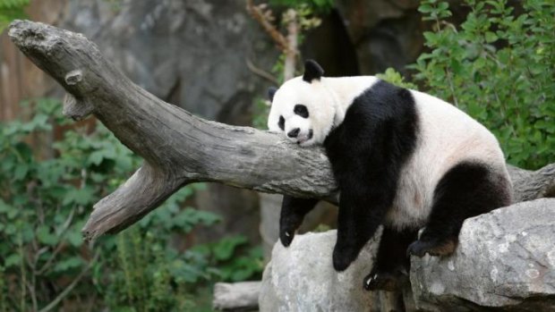 Giant panda Mei Xiang enjoys an afternoon nap at the National Zoo in Washington.