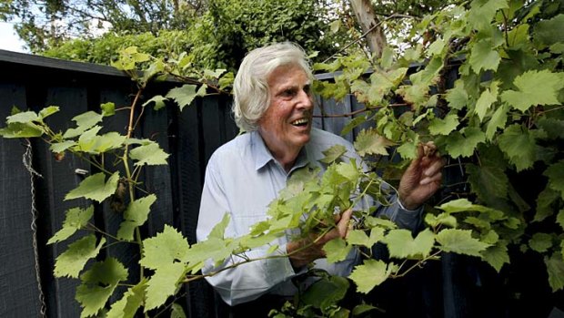 Passion ... Gil Wahlquist among his vines at Hunters Hill.