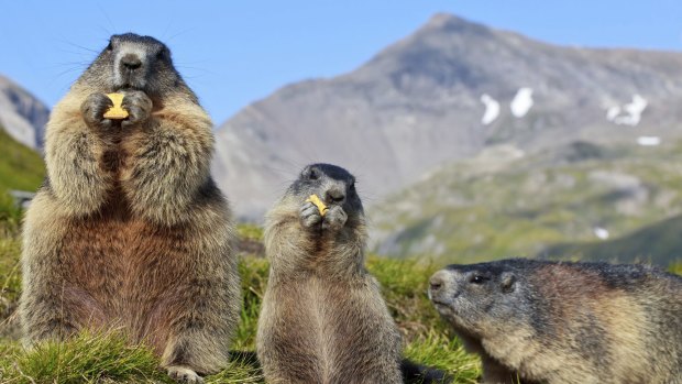 Alpine Marmot, European alps.