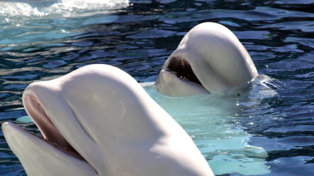 Two beluga whales, recognisable by their white colouring and blobby head. 